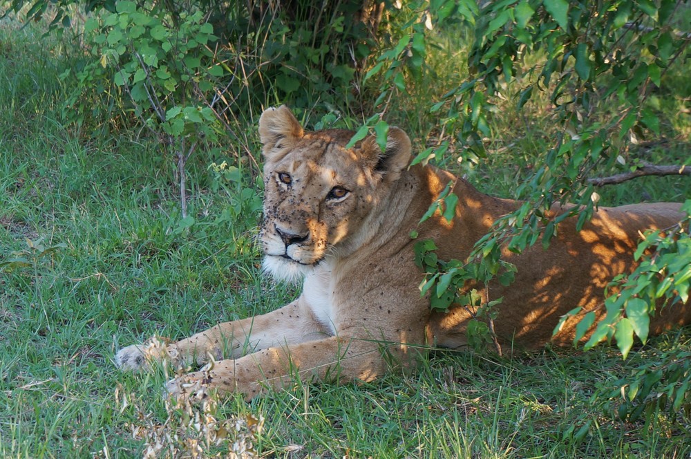 Masai Mara, Kenya